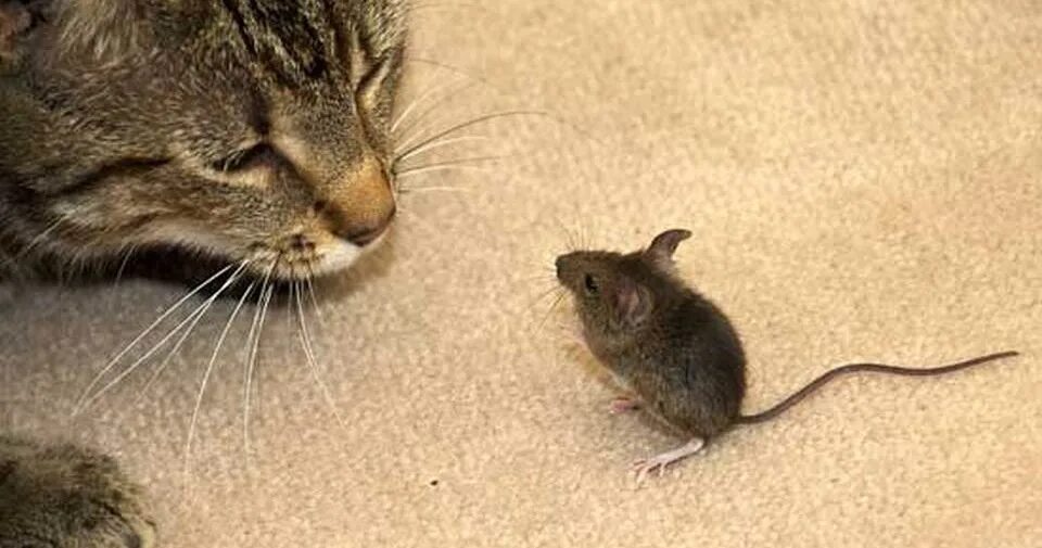 Кот и мыши. Кошки-мышки. Котик с мышкой. Мышонок. Котенок ловит мышей