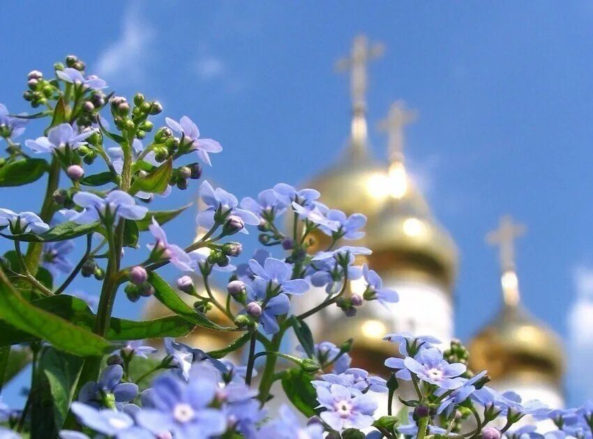 Цветы на фоне храма. Православные цветы. Божьего благословения и помощи. Доброе утро картинки с богородицей