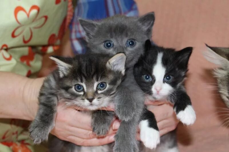 Котята в добрые руки санкт-петербург. Милые котята в приюте. Котята в добрые руки. Домашние котята. Монастырские котята в хорошие руки.