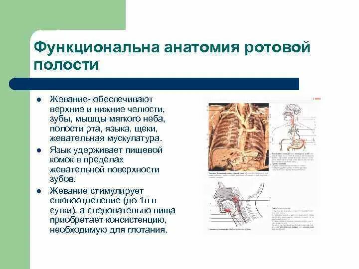 Анатомические и функциональные аномалии. Анатомические и функциональные аномалии