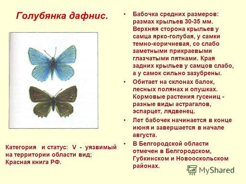 Голубянка бабочка красная книга. Голубянка бабочка описание. Голубянки чешуекрылые. Бабочка голубянка. Голубянка арион.