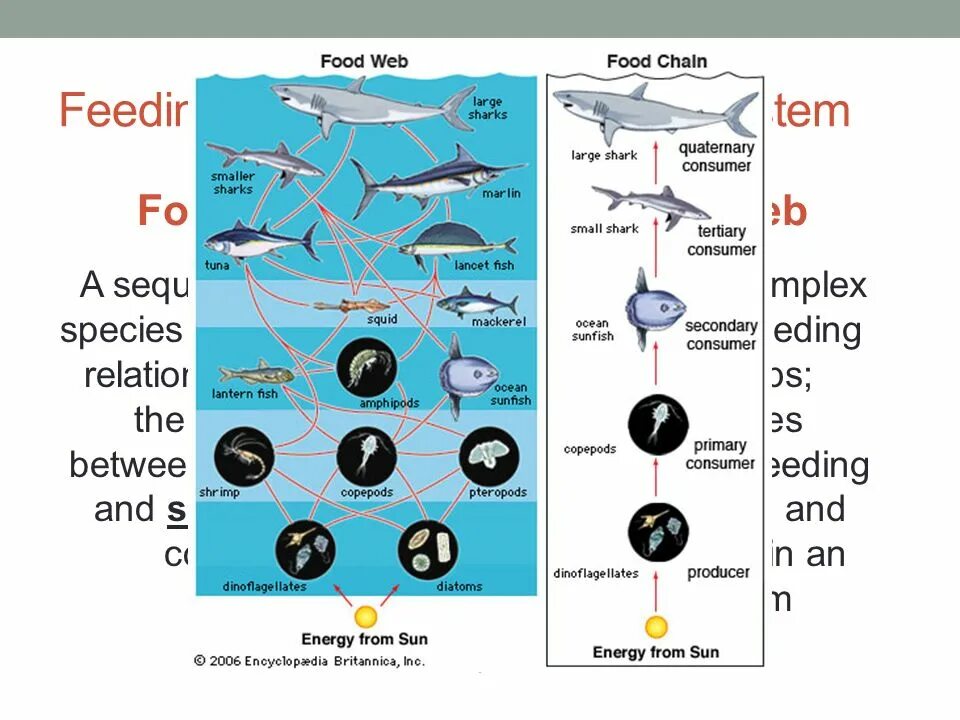 Фитопланктон цепь питания. Цепочка питания акулы. Пищевая цепь акулы. Пищевая цепочка китовой акулы. Две Цепочки питания акулы.