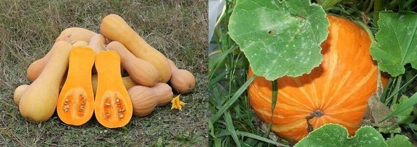 Можно садить тыкву