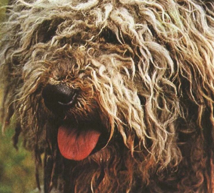 Барбос собака порода. Бергамская овчарка. Барбос порода собак. Лохматый Барбос. Пес Барбос лохматый.