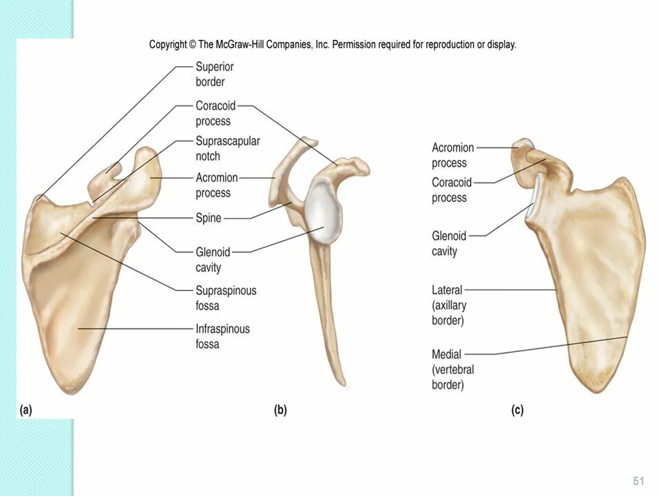 Клювовидный отросток лопатки анатомия. Акромион и ость лопатки. Лопатка scapula. Лопаточная кость анатомия человека.