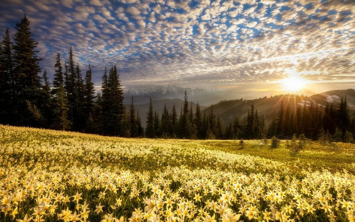 Красивая природа поляна. Природа цветы. Поляна цветов. Красивое поле. Солнце и Поляна цветов.