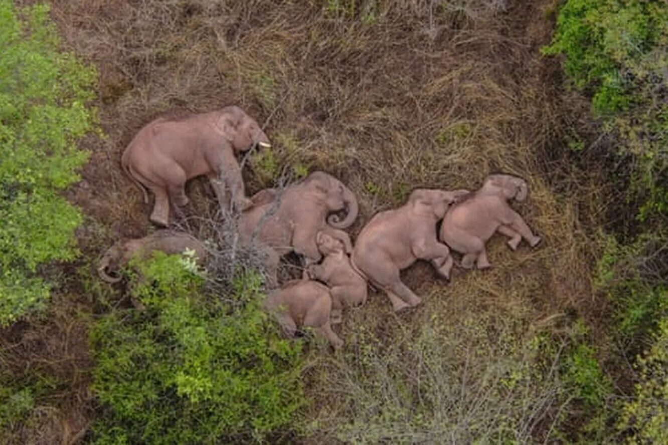 Где стоят слоны. Спящие слоны. Стая слонов. Спящий Слоненок. Слоны спят стоя.