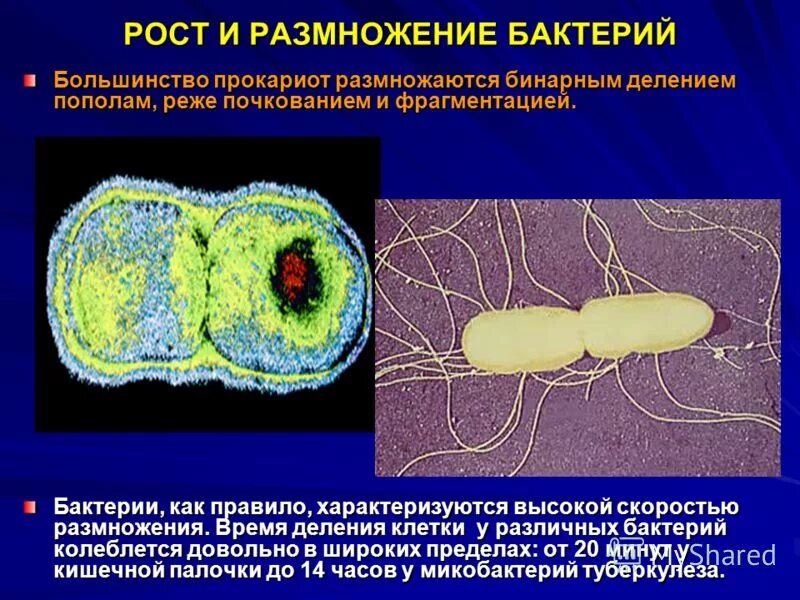 Размножение бактерий примеры. Рост и размножение бактерий. Бактерии размножаются делением клетки. Рост и размножение бактерий микробиология. Размножение микробов микробиология.