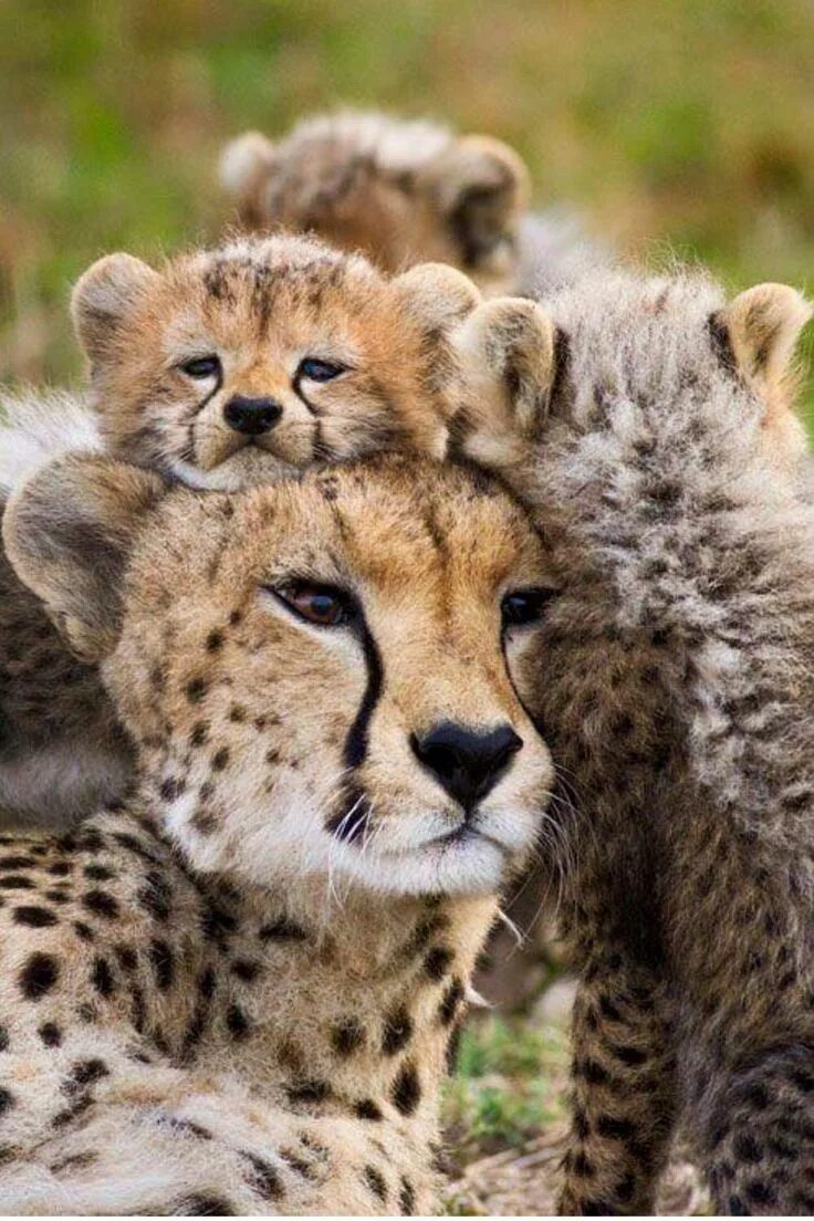 Животные и Детёныши. Детеныш гепарда. Семья животных. Детеныши зверей.