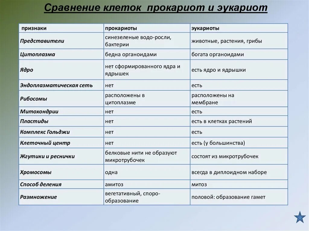 Споры у прокариот и эукариот таблица. Сравнение строения клеток эукариот и прокариот таблица. Характерные признаки прокариот и эукариот. Отличие в строении клеток прокариот и эукариот. Мембраны клеток эукариот