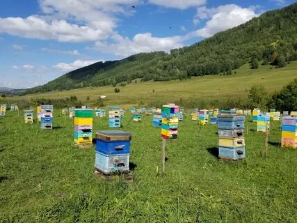Пасека