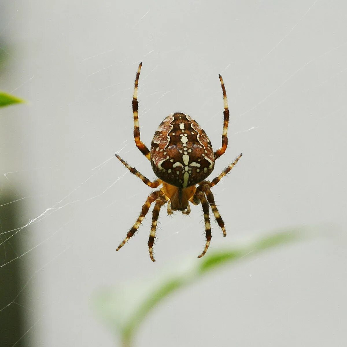 Крестовики опасен ли для человека. Паук крестовик Дальневосточный. Araneus diadematus - крестовик. Araneus diadematus паук крестовик. Обыкновенный крестовик - Araneus diadematus.