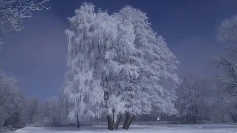 Музыка белою зимой