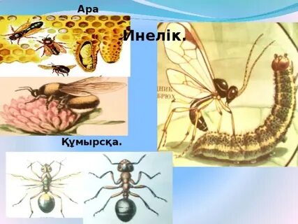 Еркелету туралы порно видеоны қараңыз