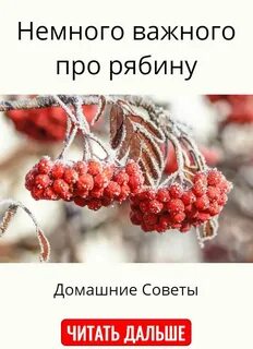 Цитаты про рябину