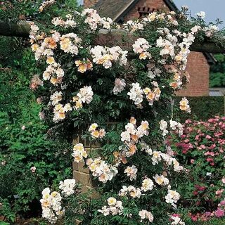 Open rose