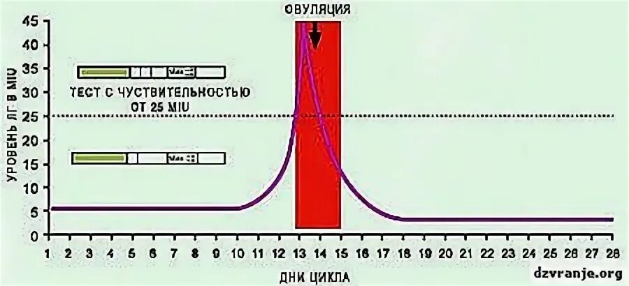 Забеременела в последние дни цикла. Тест на беременность после овуляции. Тест на беременность по дням цикла. Тест на беременность день цикла. Тесты на беременность по дням после овуляции.