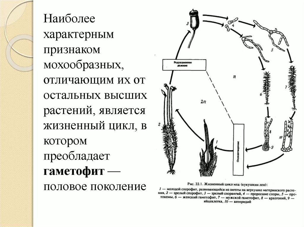 Жизненные циклы высших споровых. Жизненный цикл споровых растений схема. Жизненный цикл высших споровых растений схема. Схема жизненного цикла сосудистых споровых растений. Цикл развития высших растений схема.