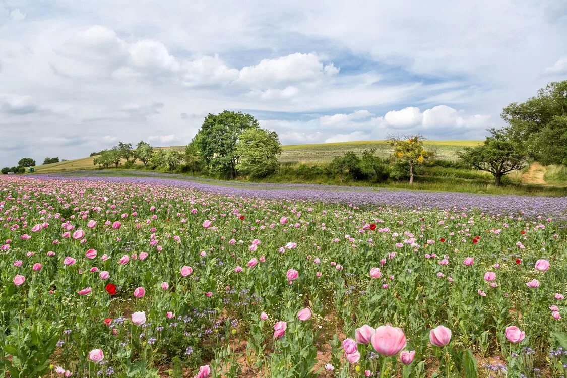Поле цветы космея. Дикие цветы. В углу цветочного поля. Луговые цветы. Мавританский газон солнечная лужайка.