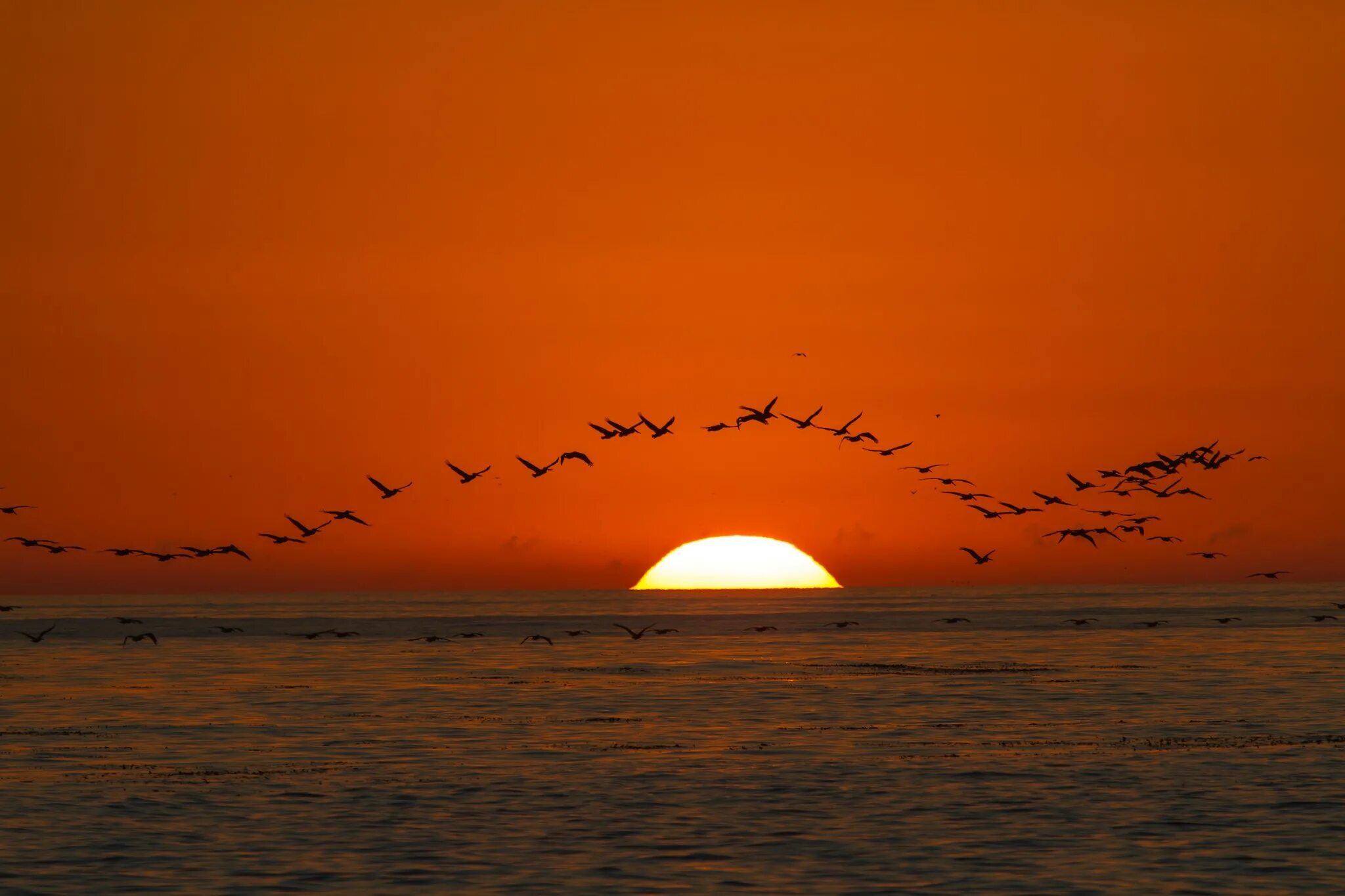 Осеннее небо. Птица на фоне солнца. Sunrise bird. Sunrise bird. Небо птицы солнце.