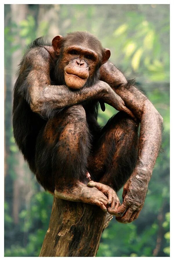 A chimp can перевод. Бонобо обезьяна. Приматы Паноба.