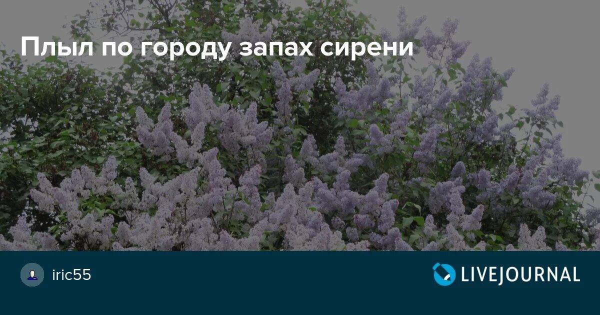 Плыл по городу запах сирени. Запах сирени. Сирень запах сирени плыл. Запах Серенье. Текст песни плыл по городу запах сирени