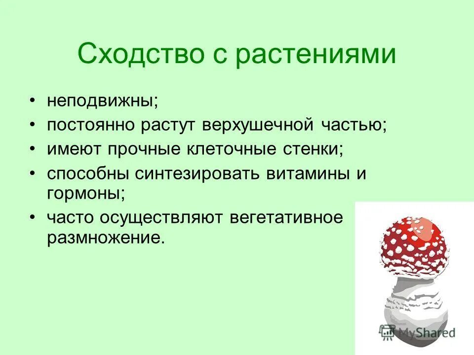 Грибы имеют верхушечный рост. Сходство грибов с растениями. Растения неподвижны. Какие растения жизнедеятельности грибов объединяют их. Грибы умеют синтезировать витамины?.