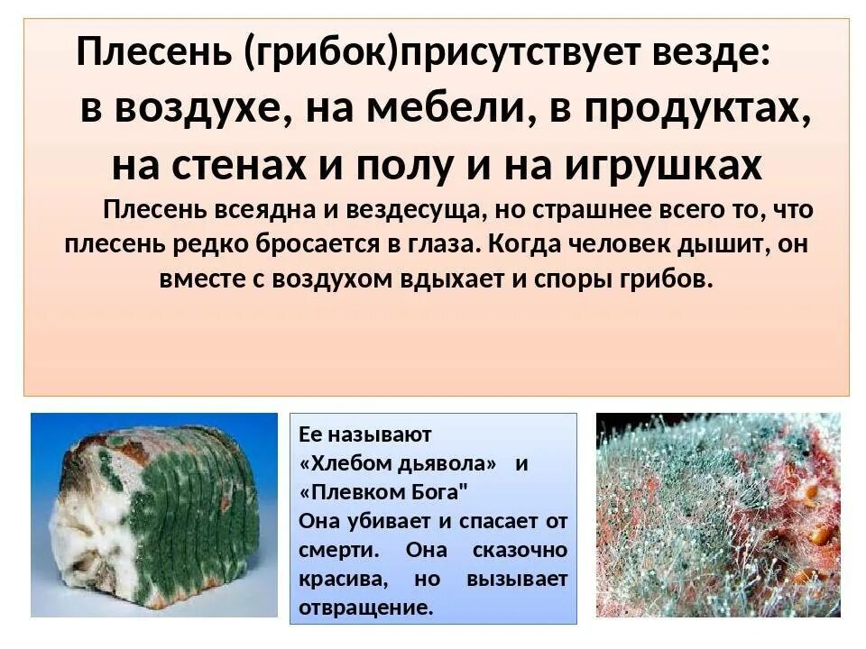 Какой вред наносят плесневые. Плесень. Плесневые грибы в квартире. Плесневые грибы в организме. Плесневые грибы в воздухе.