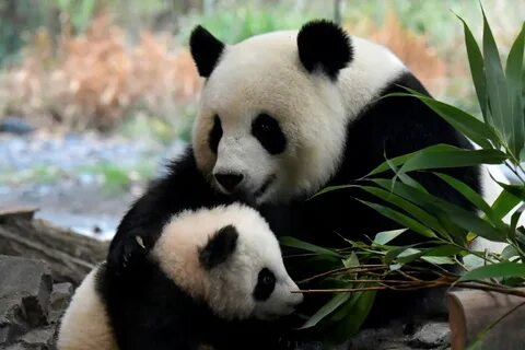 Pandas s3