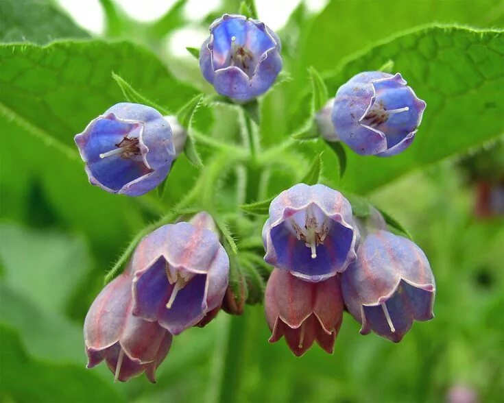 purple wildflowers Comfrey, Herbal medicine, Herbalism