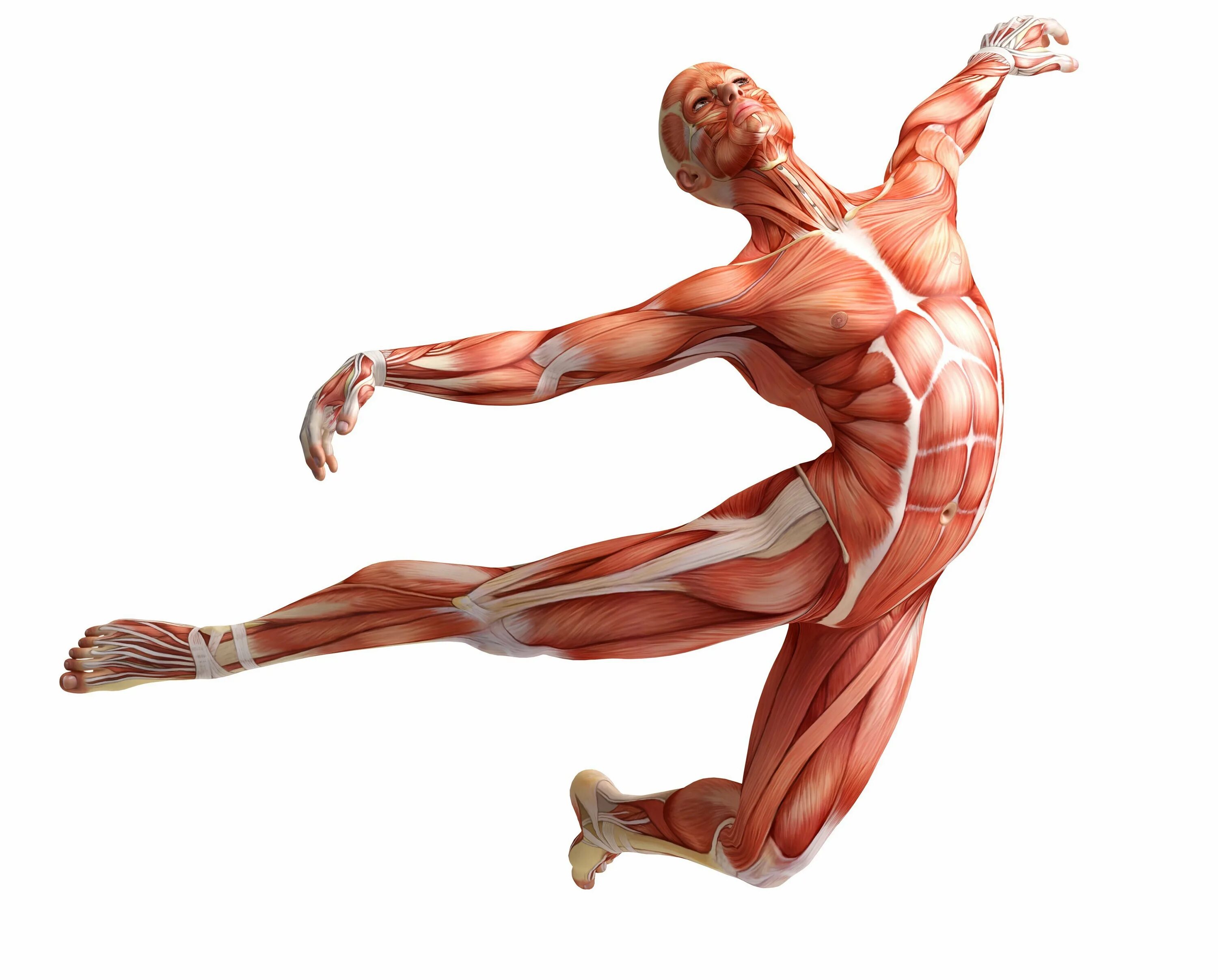 Тело управляет человеком. Мышечно-фасциальные цепи анатомия и физиология. Мышечная система скелетные мышцы. Что такое фасции в анатомии мышц человека. Миология анатомия.