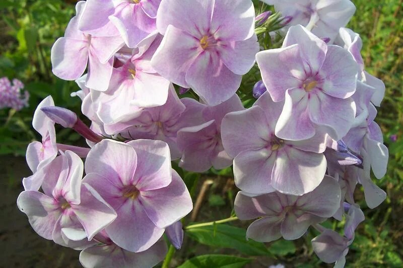 флокс метельчатый hannah. флокс скромник. флокс метельчатый смоуки. флокс дорфройде. флокс дымчатый гаганова.