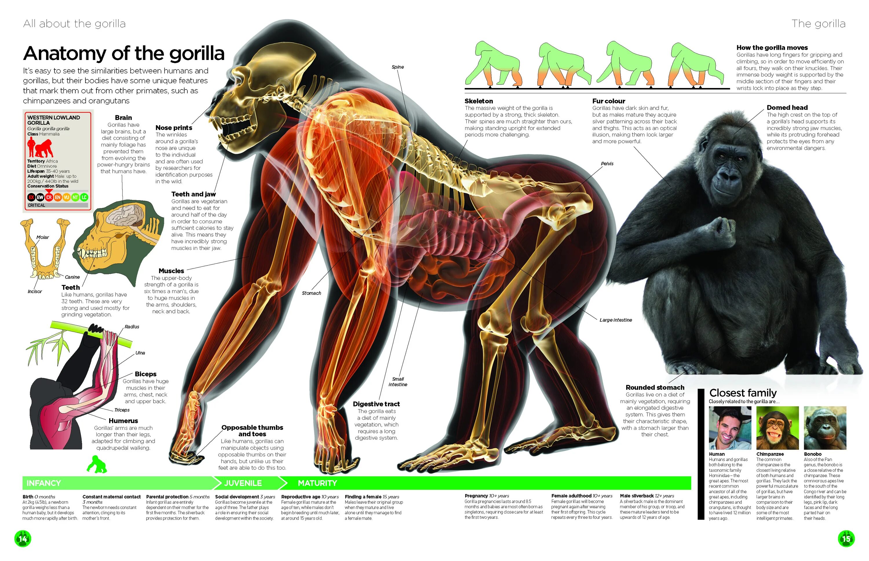 Мозг гориллы и человека. Строение гориллы. Строение тела гориллы. Анатомия гориллы и человека. Анатомия обезьяны.