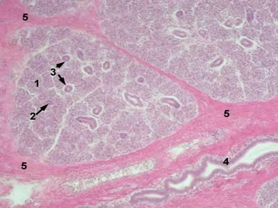 Околоушная слюнная железа гистология препарат. Подъязычная слюнная железа гистология. Поднижнечелюстная слюнная железа гистология. Слюнные железы гистология препарат. Околоушная железа препарат