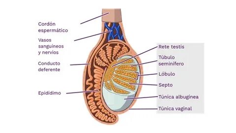 Paypoqdagi etuk gozallarning mushuklari fotosuratlari