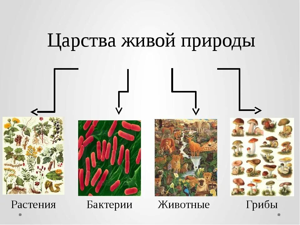 Царство животных растений грибов и бактерий 3 класс. Царства живой природы 2 класс окружающий мир схема. Царства живой природы задания. Царства живой природы царство представители.