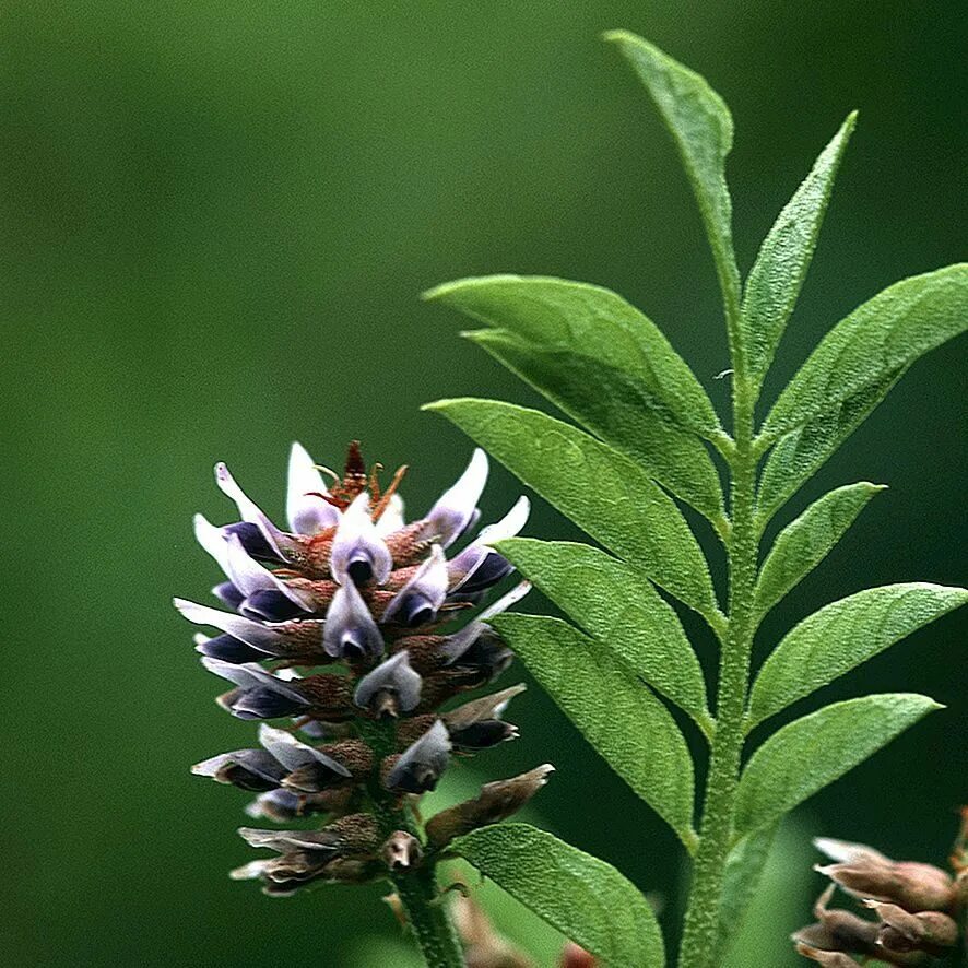 Может ли солодка. Glycyrrhiza glabra. Glycyrrhiza glabra （Licorice）root. Clycyrrhiza glabra. Glycyrrhiza glabra Seeds.