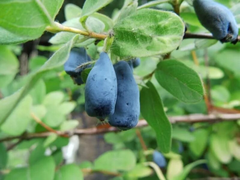 Жимолость лазурная отзывы. Жимолость сорт Лазурная. Lonicera caerulea kamtschatica. Жимолость съедобная Лазурная/цкор.