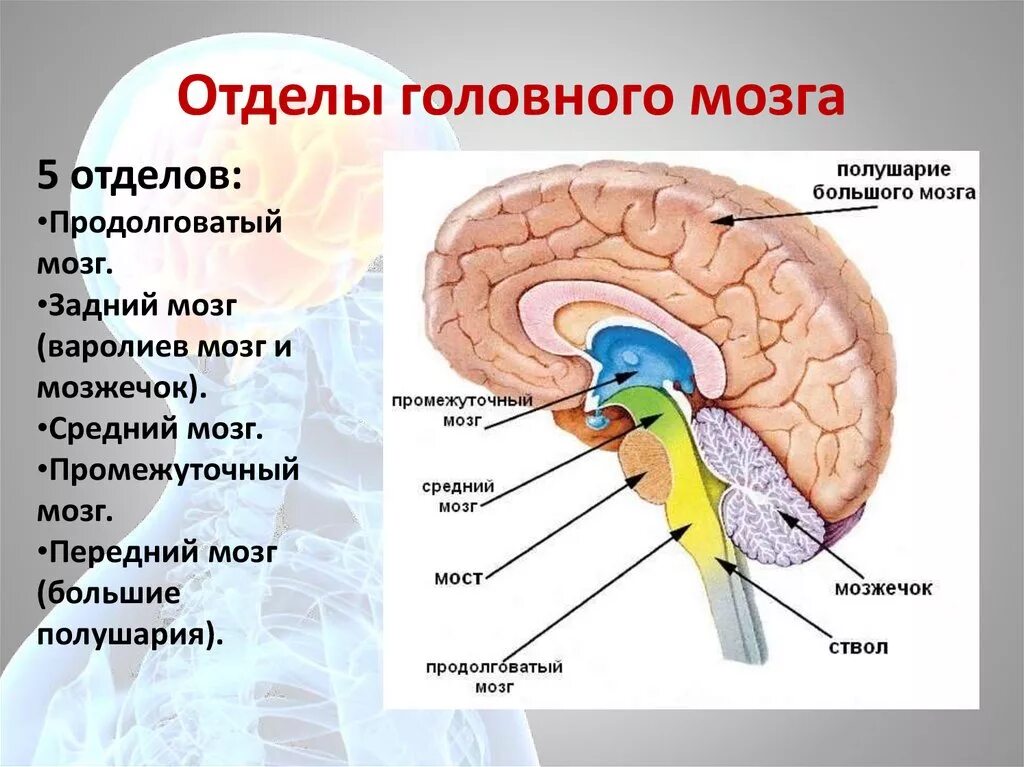 Центральная структура головного мозга. Мозг человека анатомия строение и функции головной мозг. Строение и функции отделов головного мозга человека. Ствол мозга строение промежуточный мозг. Функции отделов головного мозга рисунок.