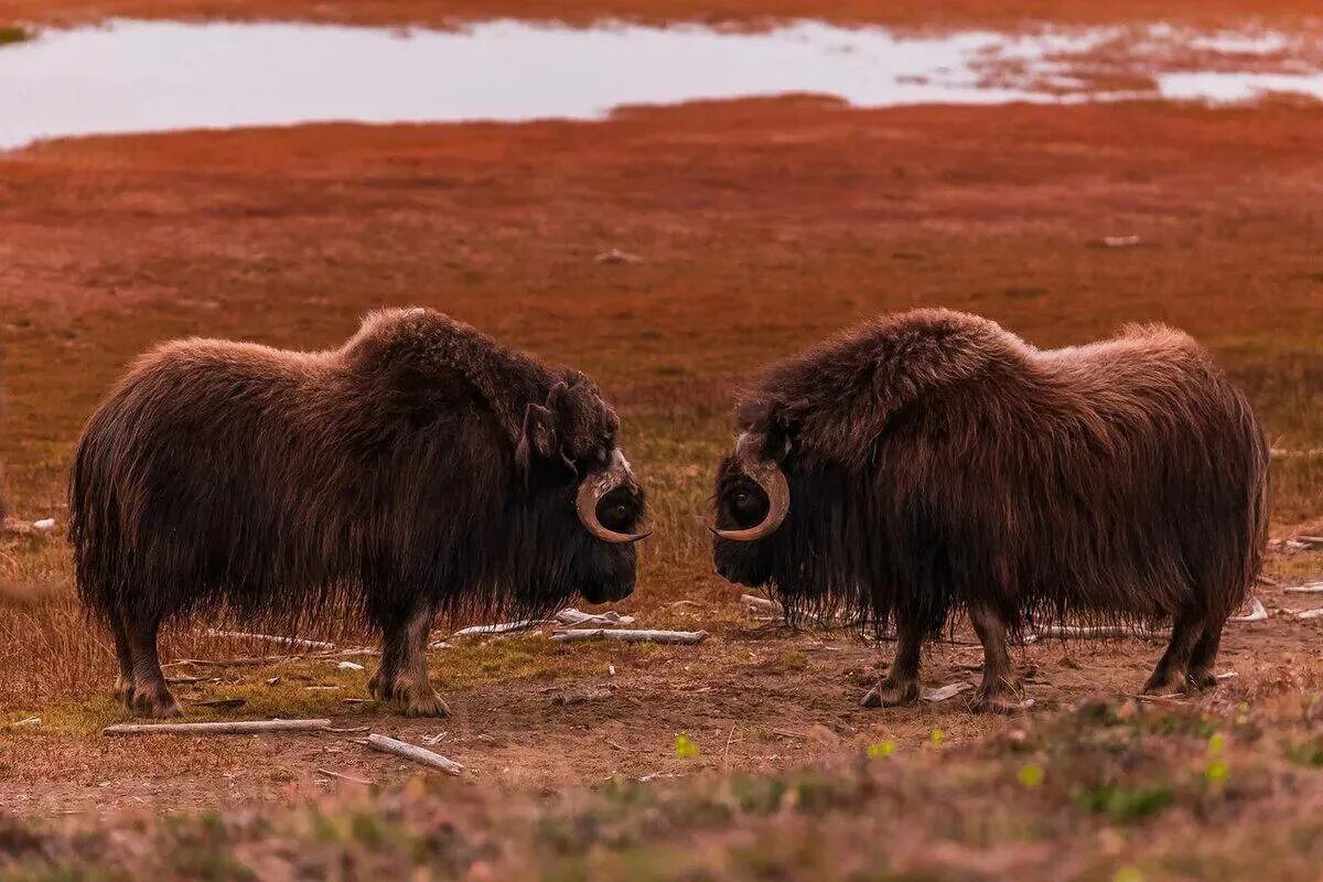 Овцебык в северной америке. Овцебык гренландия. Овцебык альбинос. Овцебык в тундре. Сибирский овцебык.