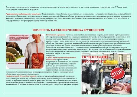Заболеваемость бруцеллезом