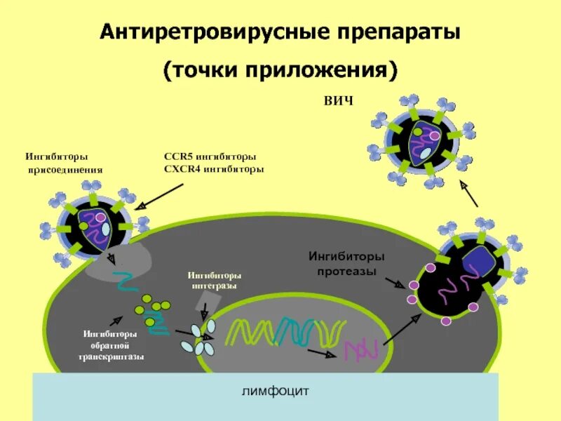 Антиретровирусные препараты при вич инфекции. Механизм действия противоретровирусных препаратов. механизм действия антиретровирусных препаратов. ингибиторы обратной транскриптазы вич препараты. антиретровирусные препараты вич.