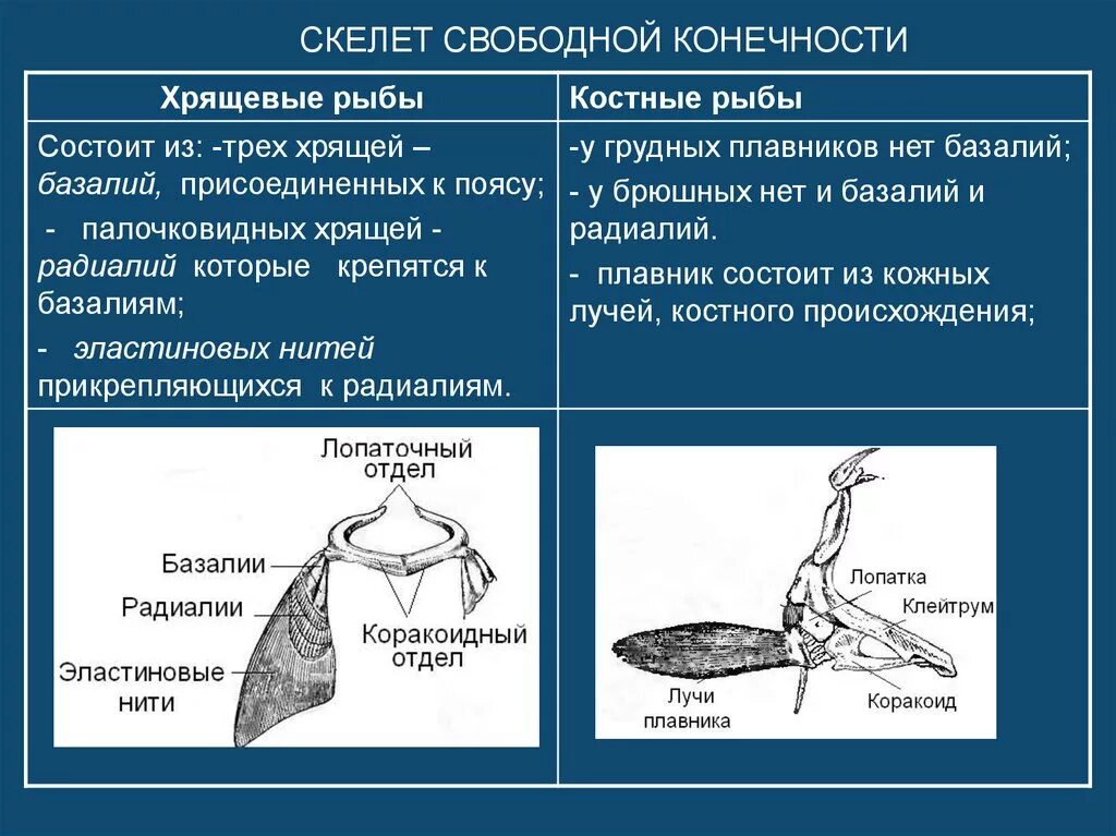 Плечевой пояс костистой рыбы. Передние конечности рыб. Строение конечностей костных рыб. Строение передних конечностей рыбы. Скелет парных конечностей