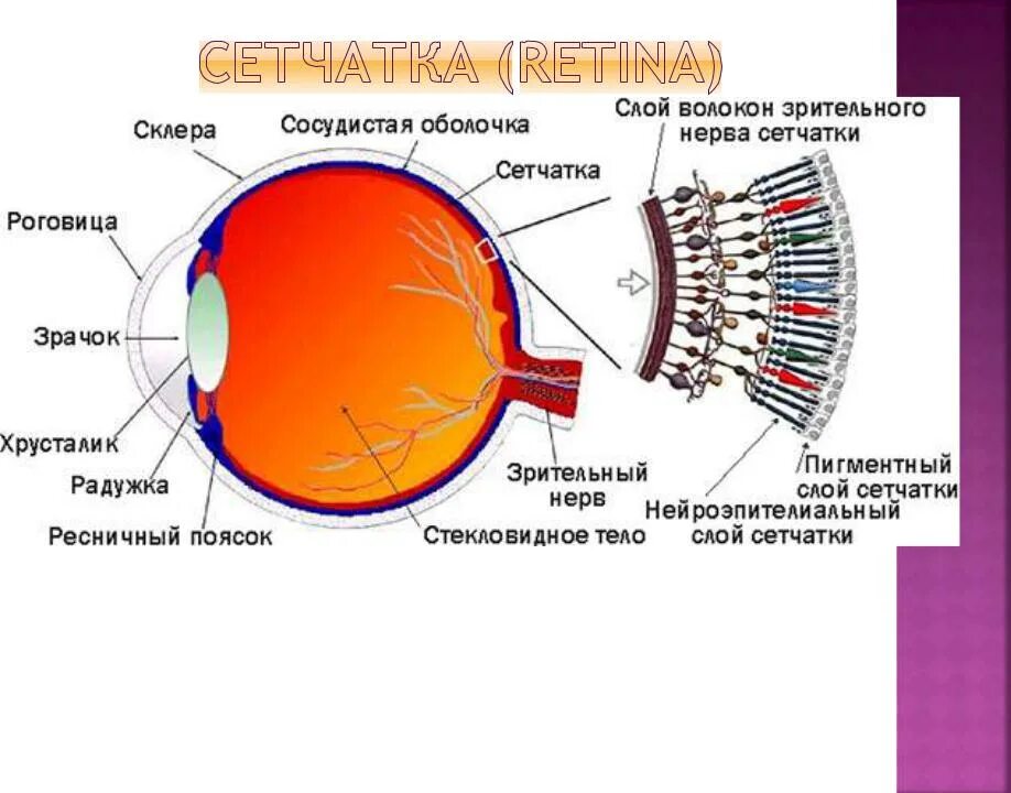 Зрительный анализатор рецепторы сетчатки. Рецепторы сетчатки глаза функции. В сетчатке расположены зрительные рецепторы. Рецепторы сетчатки строение.