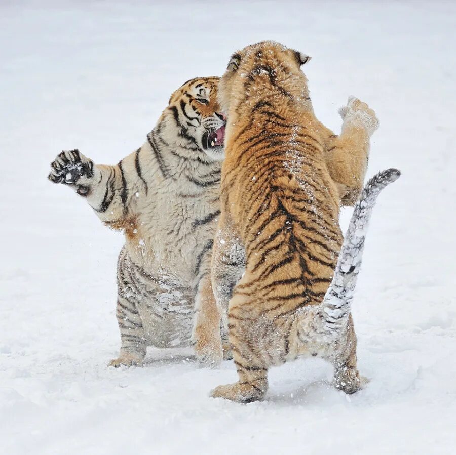 Амурский тигр. Тигр зимой. Тигр с тигренком. Схватка тигров