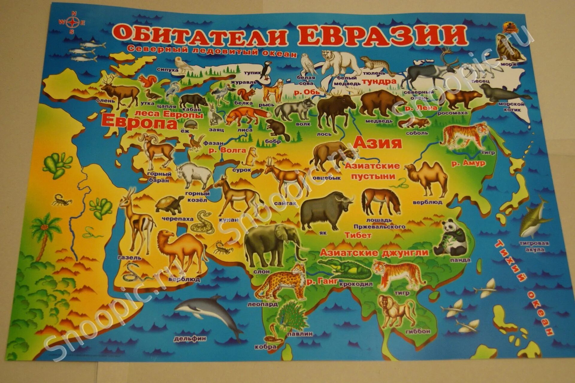 Где находятся плакаты. Животный мир материков Евразия. Животный и растительный мир Евразии на карте. Карта животных Евразии. Карта животных России.