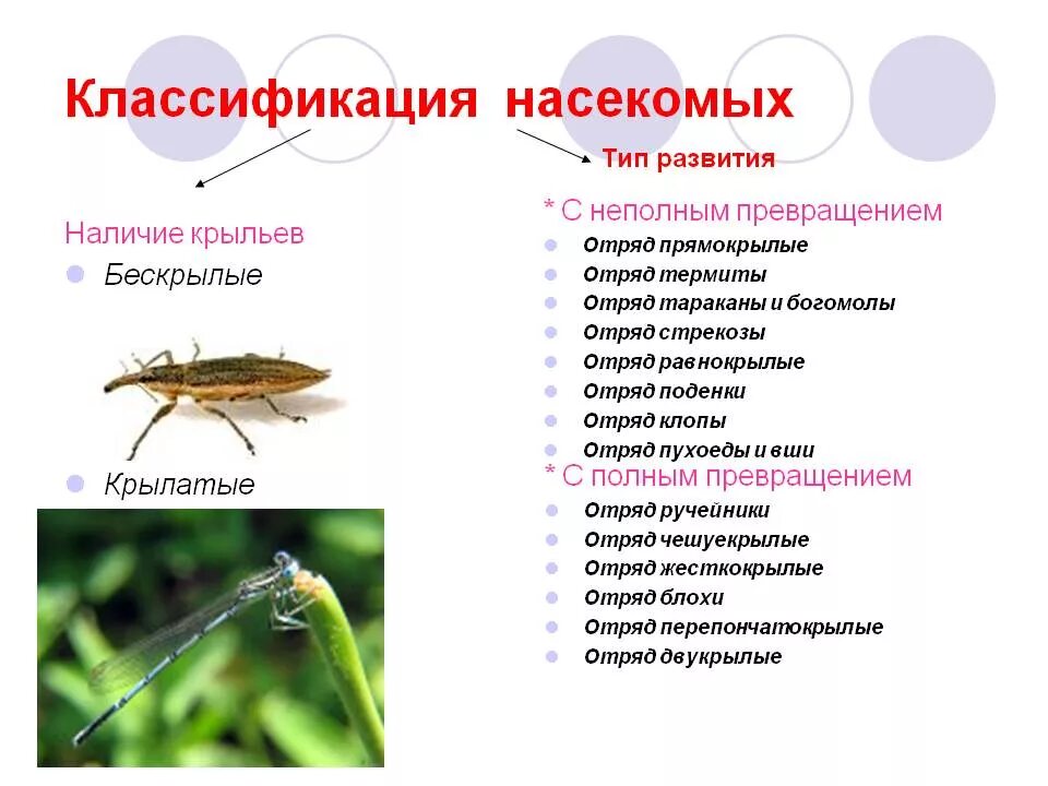 Какой тип развития характерен для стрекозы. Систематика насекомых 7 класс биология. Классификация насекомых схема. Представители прямокрылых биология 7 класс. Классификация насекомых таблица.