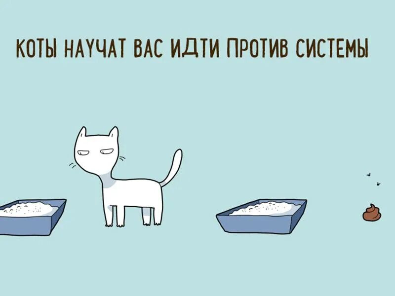Кот рекомендует. Причины завести кота. причины быть котом. 10 причин завести кота. 10 причин быть котом.