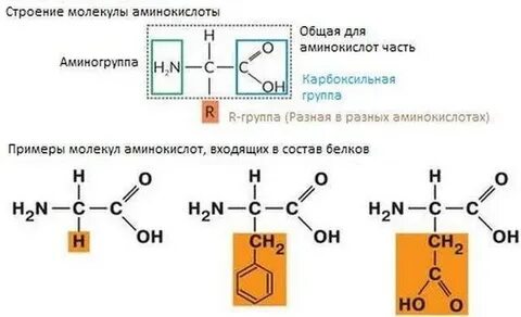 20 аминокислот биология