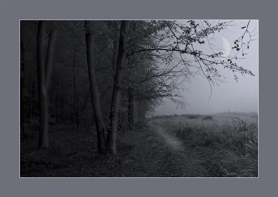 еловый лес. сумеречный лес варкрафт карта. хвойный лес горы туман. мглистый заповедник. Hdri туманный лес.